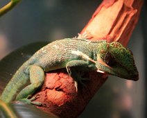 ridderanole IMG_3278